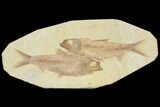 Two Detailed Fossil Fish (Knightia) - Wyoming #116766-1
